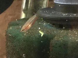 Quest for plakat fry