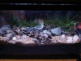10 Gallon Terrarium
