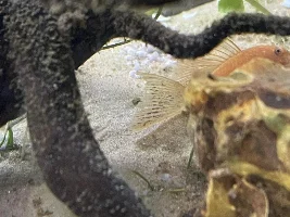 Is this fin rot???