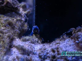 Saltwater pics