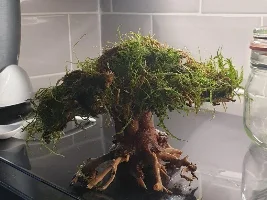 Nano Bonsai Tank