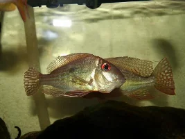 The Betta Killers