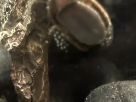 Pond Snail eggs…