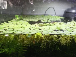My first aquarium in a LONG time...