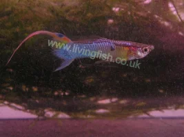 Top Sword Jap Blue Guppy