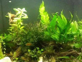 Rescaping My Nano Tank