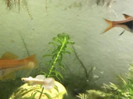 Sticky fish