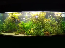 Introducing young angelfish to tank with adult angelfish?