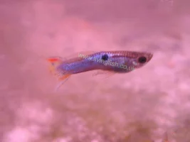 Looking For Guppy Pics