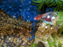 Help PLEASE: Betta "Finny" has bulge on tummy..