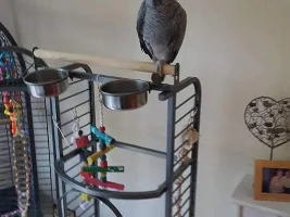 Our African Grey Rosie