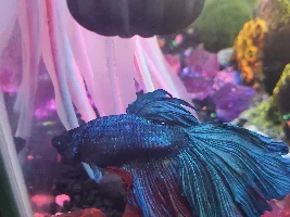 Need help with Betta