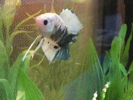 Try for the "blackwater" look