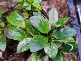 how much are aquatic plants dependent on "nature" for survival???