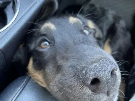 JuiceBox52 - July 2023 Pet of the Month Winner