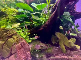 Aquascaper 600