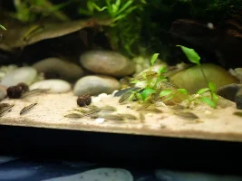 Corydoras pygmaeus colony breeding, surprise!
