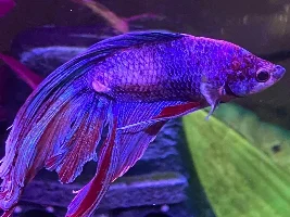 White spot on betta?