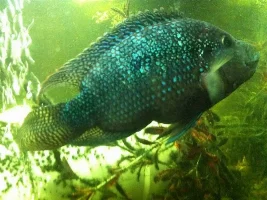 Help Me Save My Jack Dempsey?(Bloat? Pics Inside)