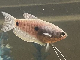 Blue Gouramis