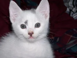 new kitten