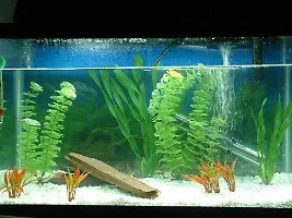 My 10 gallon
