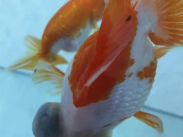 Dropsy?