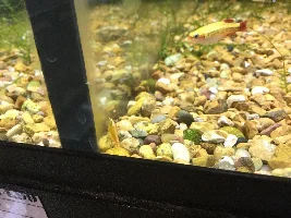 29 gallon tank?