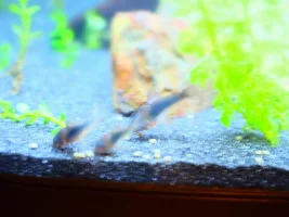 Improving inherited nightmare tank - Ongoing