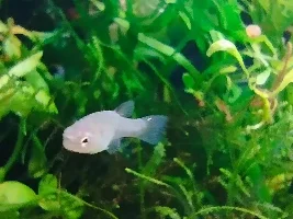 Tiny white/grey dots and patches [livebearers]