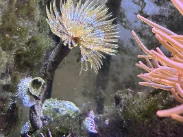The problem with collector urchins...