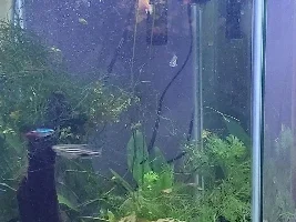 Journal of my juvenile blood parrot? Cinders and our bonding