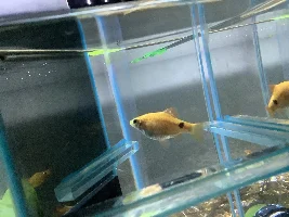 Betta bloated, need help