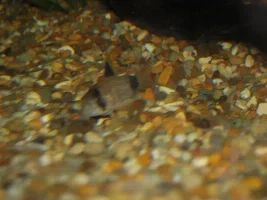 Cory Id Please