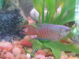 Paradise Fish