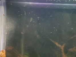 Peacock gudgeon photos