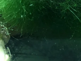 Worms in shrimp tank