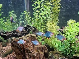 VOTE NOW - February 2025 Fish of the Month Contest(Barbs)