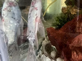 Help with Shubunkin Goldfish vertically swimming