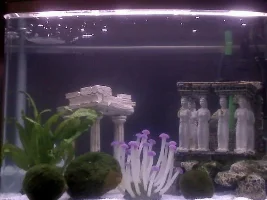 My Puffer!
