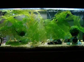 Fish Gasping For Air.