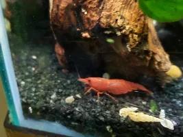 Large Cherry Shrimp