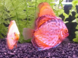 Discus