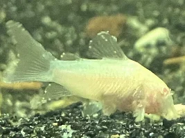 Ich? Or just Albino Cory?