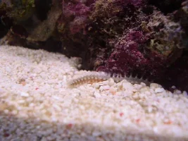 19 Gallon Nano Diary - New Corals And Fish Etc