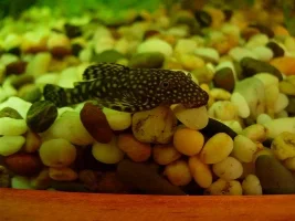 My First Serious Tank Yay
