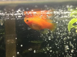 Is my molly/plate about to give birth?!!?!