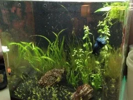 Ugh. What's The Future Of My Tank?