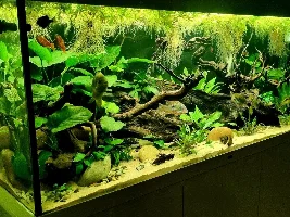 Frogbit or water sprite?