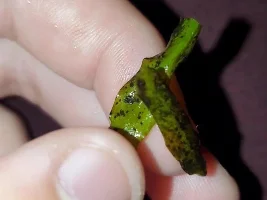 Black beard algae?